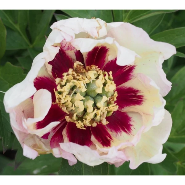 Paeonia Itoh Pastel Splendor - Itoh  bazsarózsa K5L