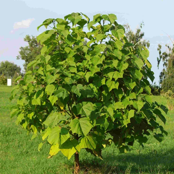 Paulownia Tomentosa Császárfa K20 6/8