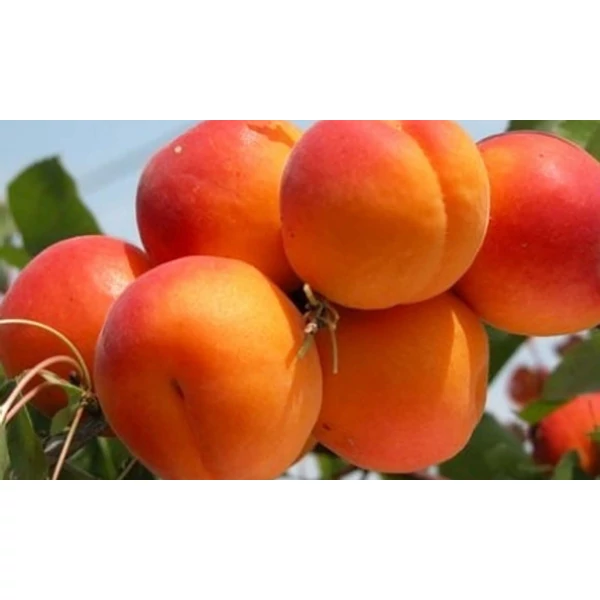 Prunus armeniaca ‘Paviot’ – Paviot öntermékeny kajszibarack K5 