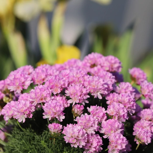 Armeria caespitosa 'Sugar Baby' - Borókalevelű pázsitszegfű