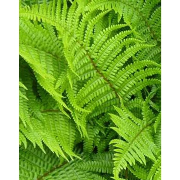 Dryopteris Filix-mas - Erdei pajzsika páfrány K2