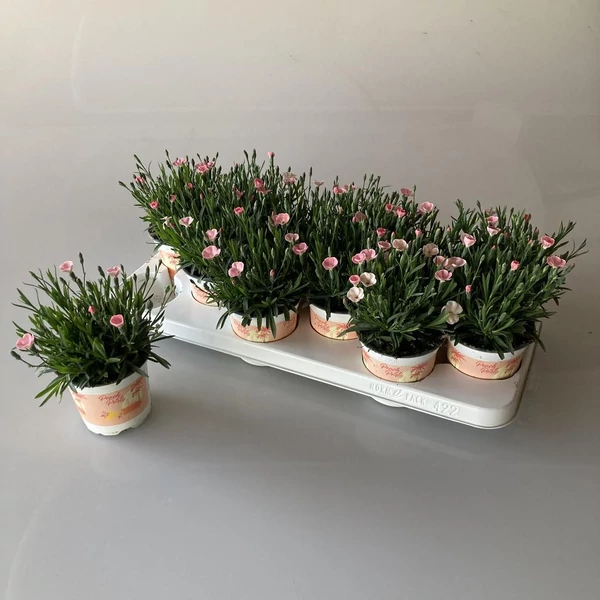 Dianthus  Peach Party Extra - Évelő szegfű Extra CS10/12 