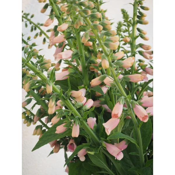 Digitalis purpurea 'Dalmatian Purple' Gyűszűvirág Cs14