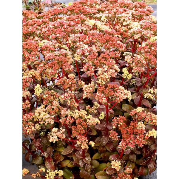Sedum ‘Peach Pearls’ –  Varjúháj D14