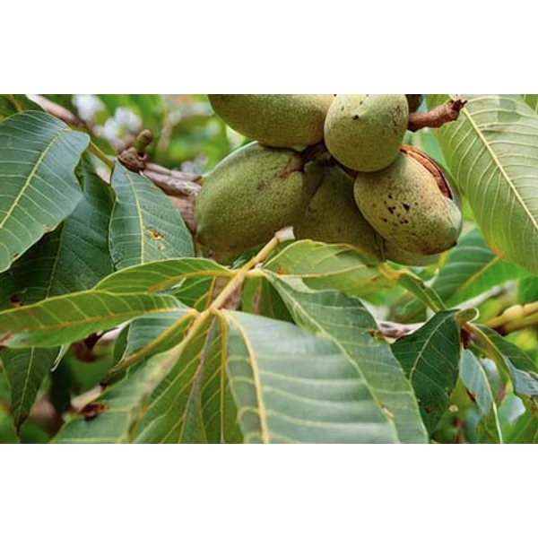 Pekándió Carya Illinonensis Cheyenne CS16/130