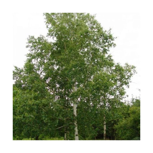 Betula pendula - Közönséges nyír K70 12/14