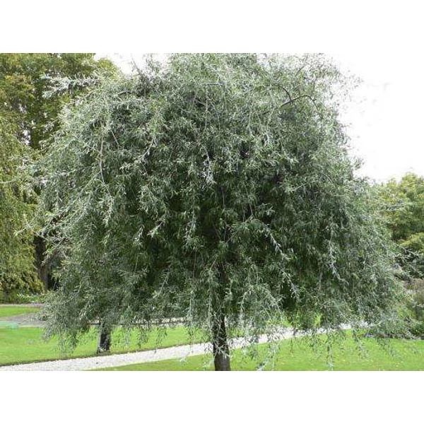 Pyrus salicifolia 'Pendula' – Csüngő díszkörte K10,5 200/250