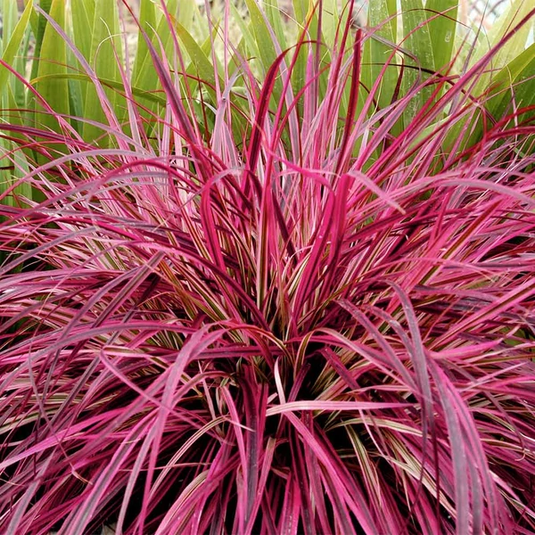 Pennisetum x advena 'Fireworks' - Tollborzfű Cs14