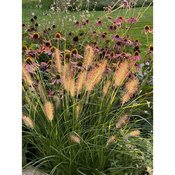 Pennisetum alopecuroides Herbstzauber- Évelő tollborzfű D14