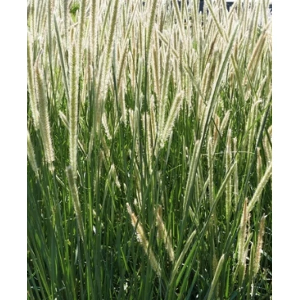 Pennisetum macrourum  - Afrikai tollborzfű D14