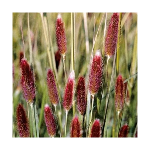 Pennisetum thunbergii - Thunberg tollborzfű Cs14
