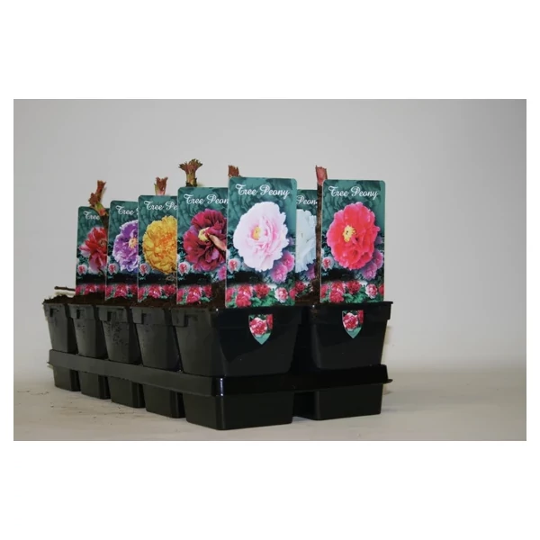 Paeonia suffruticosa - Fásszárú bazsarózsa CS11 15/20 Paeonia suffruticosa - Fásszárú bazsarózsa CS11 15/20