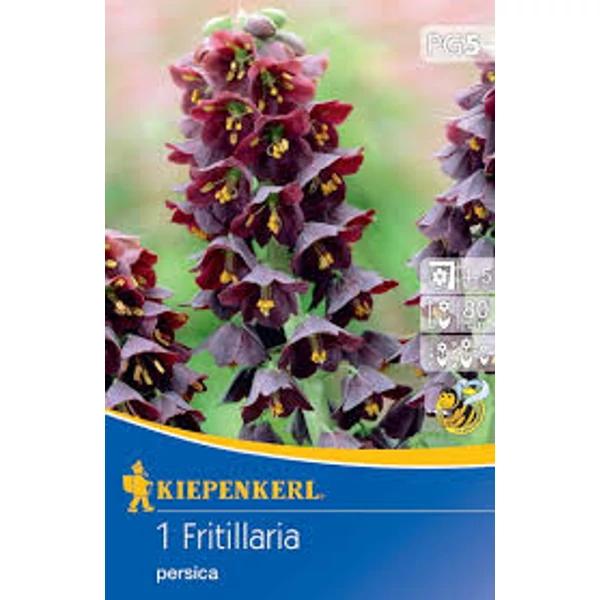 Kiepenkerl Fritillaria Persica császárkorona virághagyma 1db