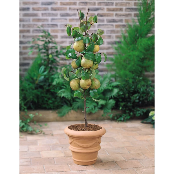 Pyrus communis ‘Pero Nano’ – Törpe balkon körte K10