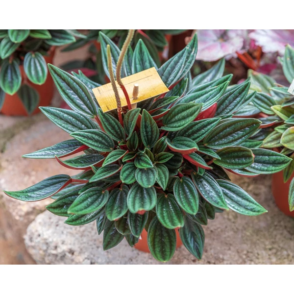Peperomia Rosso Törpebors Cs8