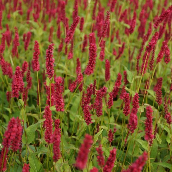 Persicaria amplexicaulis Dark Red-Keserűfű CS14