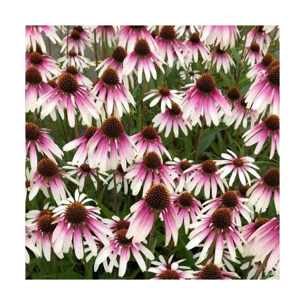 Echinacea - Kasvirág JS Engeltje Pretty Parasols