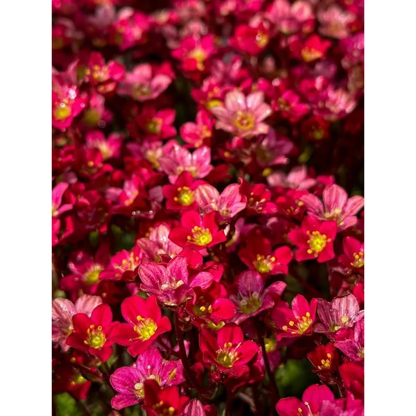 Saxifraga arendsii Peter Pan Kőtörőfű CS9
