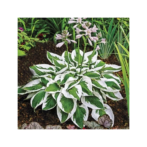 Hosta Patriot- Árnyékliliom CS14