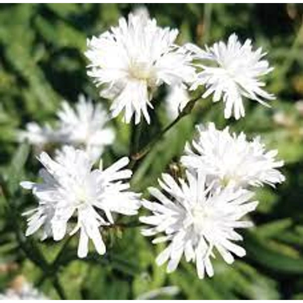 Lychnis flos-cuculi Petit Henri réti kakukkszegfű CS14