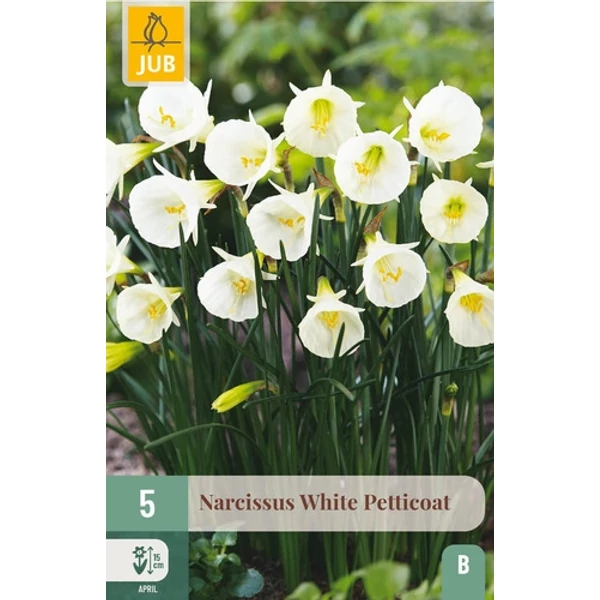 Jub White Petticoat - Nárcisz virághagyma 5 db/cs