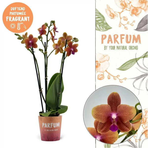 Phalaenopsis hybrid ‘Parfum Bolgheri’- Illatos lepkeorchidea 3 ágas 50cm