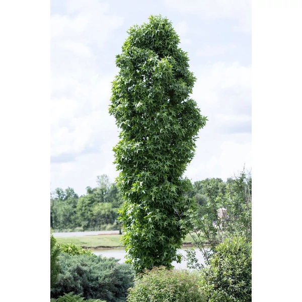 Liquidambar styraciflua 'Slender Silhouette' - Oszlopos ámbrafa K30 3xi 200/250 6/10