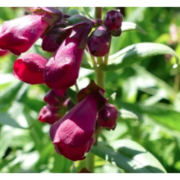 Penstemon hartwegii Phoenix Magenta - Bugatölcsér CS14