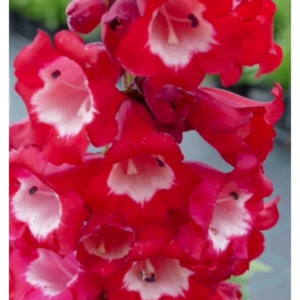 Penstemon hartwegii Phoenix Red - Bugatölcsér CS14