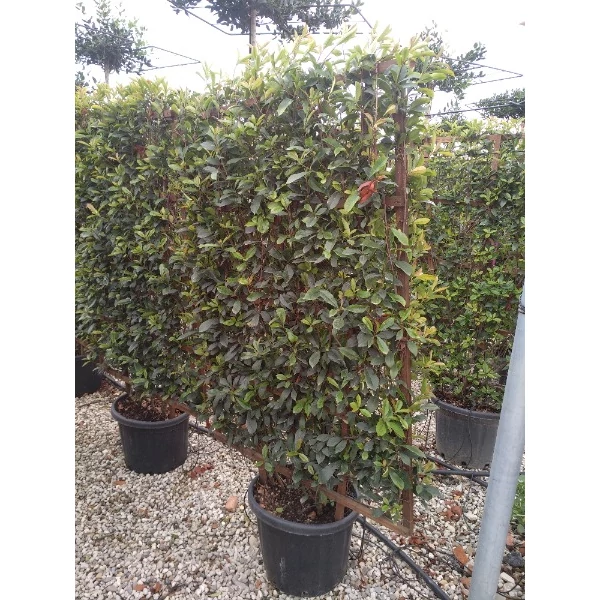 Photinia x fraseri 'Red Robin' - Vörös korallberkenye Növényfal C55 160x110 