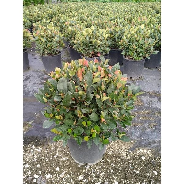 Photinia x fraseri 'Little Red Robin' -1/4 törzses korallberkenye C7 
