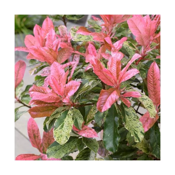 Photinia Pink Crispy – Rózsaszín tarkalevelű korallberkenye 1/2 törzses K12