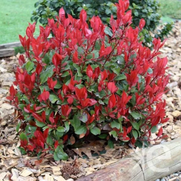 Photinia fraseri 'Little Red Robin' - Törpe vörös korallberkenye 30/50 K10/15
