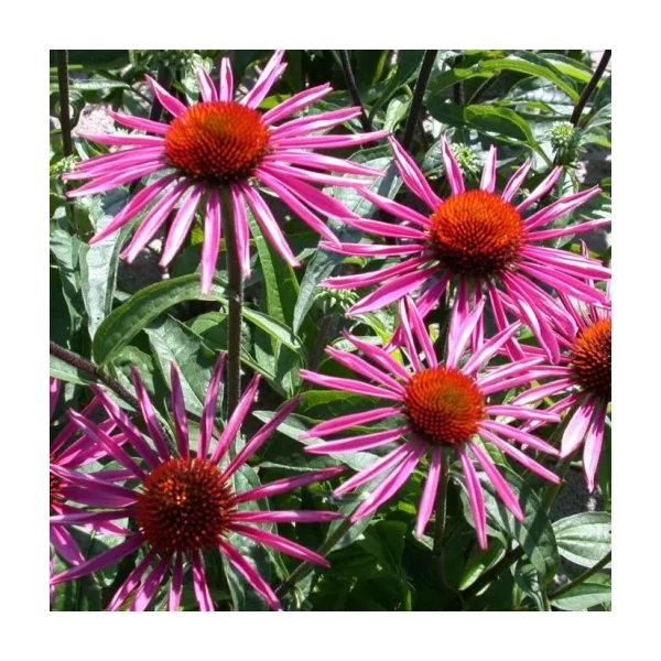 Echinacea SunSeekers Pica Bella- Kasvirág CS14