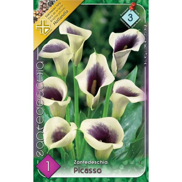 Kála Zantedeschia Picasso 1db/cs