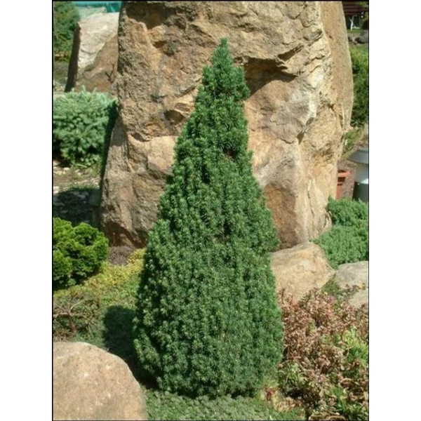 Picea glauca 'Conica' - Cukorsüvegfenyő K2 20/30