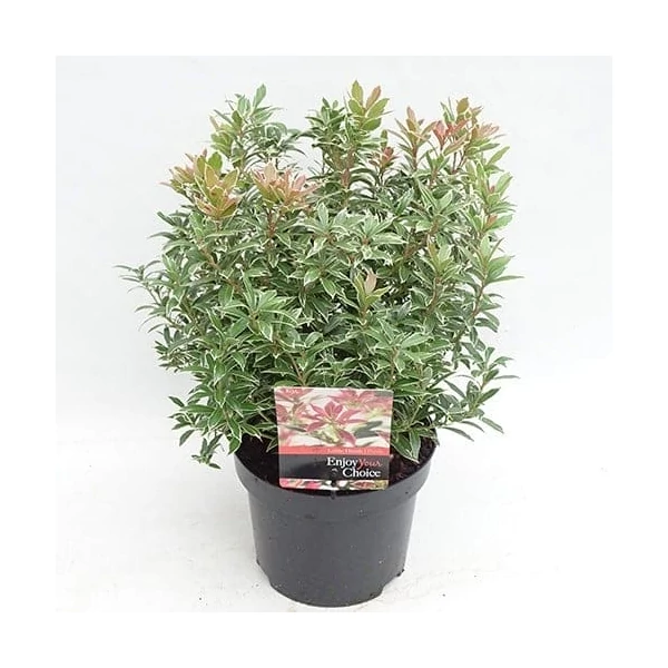 Pieris sp. – Babérhanga