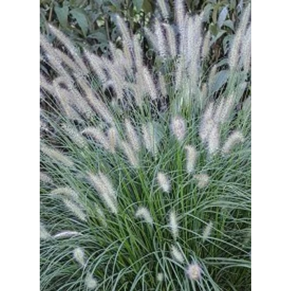 Pennisetum alopecuroides Piglet Tollborzfű Cs14