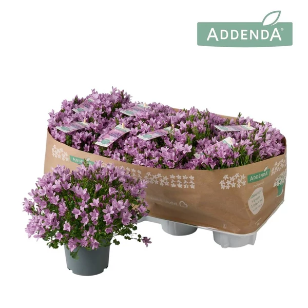 Campanula Ambella Pink - Rózsaszín harangvirág P12