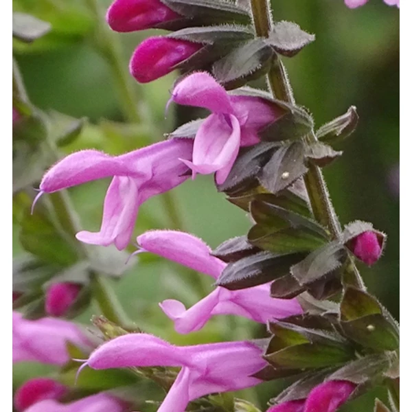 Salvia 'Pink Amistad'- Zsálya K2