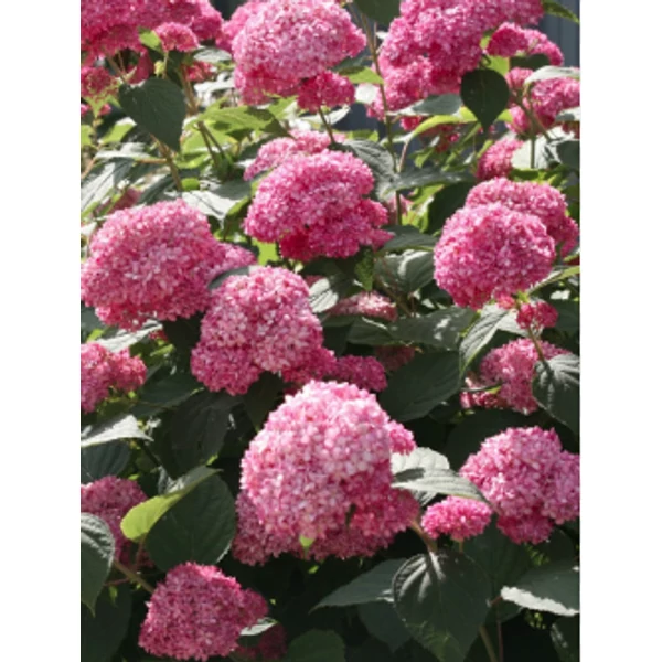 Hydrangea Arborescenes Pink Annabelle - Pink Cserjés hortenzia 20-40 K5