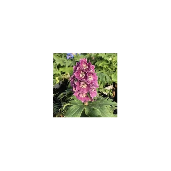 Delphinium elatum 'Delphina Pink White Bee' - Lila-rózsaszín szarkaláb CS14