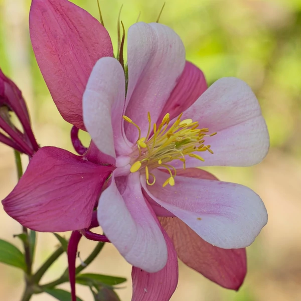 Aquilegia caerulea Kirigami Rose and Pink- Kerti harangláb Cs17