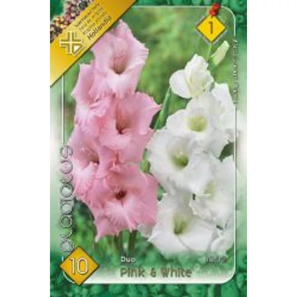 Kardvirág Gladiolus Duo Pink White 10db/cs