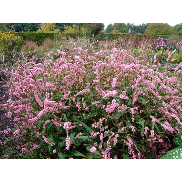 Persicaria amplexicaulis Pink Elephant-Keserűfű CS14