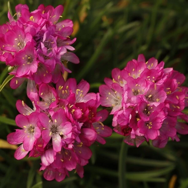 Armeria caespitosa Pinkes Röschen pázsitszegfű Cs9