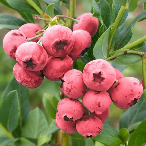 Vaccinium corymbosum 'Pink Lemonade' - Rózsaszín termésű áfonya K2 30/50