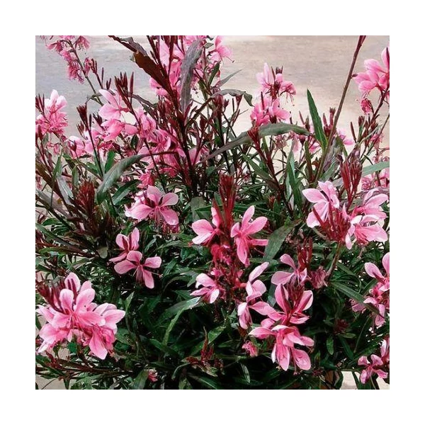 Gaura lindheimeri Gambit Compact Pink Díszgyertya CS9