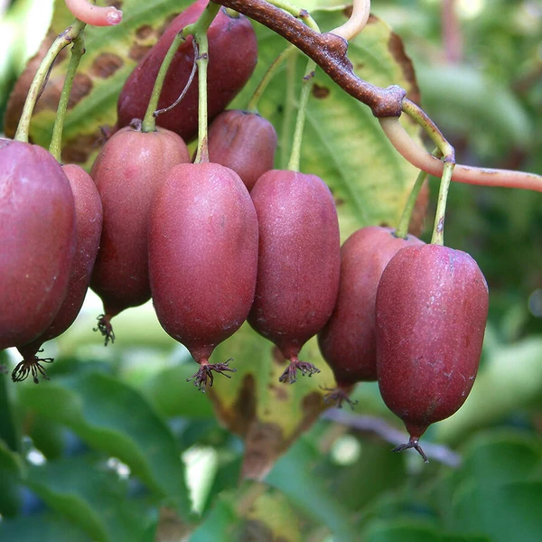 Actinidia arguta 'Pink Jumbo' - Rózsaszín termésű, ízletes kivi 50/60 K2