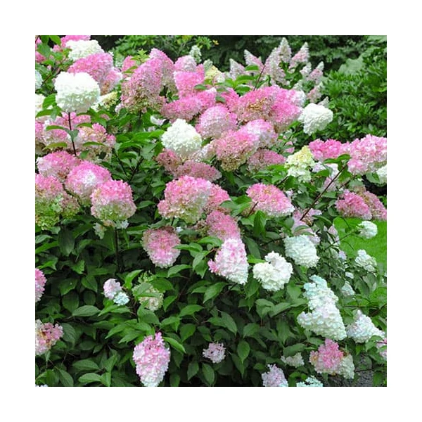 Hydrangea paniculata Pink Lady – Bugás hortenzia 20-50